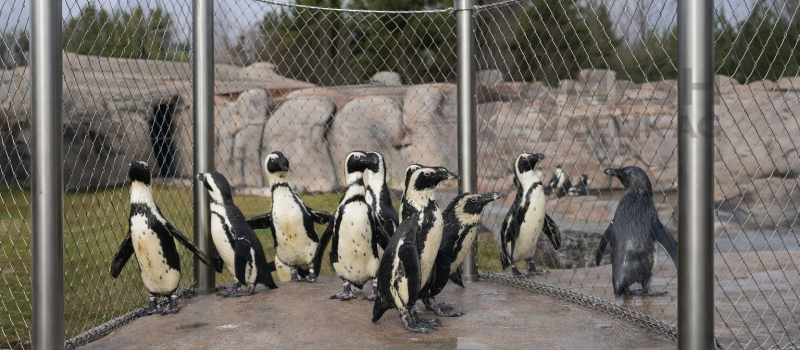 Çelik Ağ,Çelik Ağ Mesh,Meshçelik,Çelik Mesh,Çelikmesh
